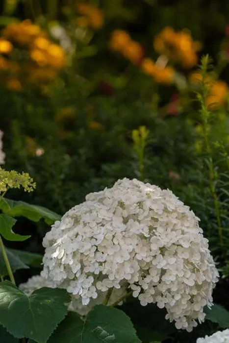 Framed Print : Color outdoor floral macro of a flowering white hydrangea / hortensia with large lush blossom taken on a bright sunny Framed Print : Color outdoor floral macro of a flowering white hydrangea / hortensia with large lush blossom taken on a bright sunny