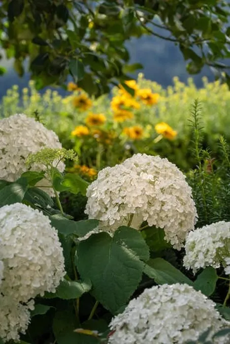 Framed Print : Color outdoor floral macro of a flowering white hydrangea / hortensia with large lush blossoms taken on a bright sunny Framed Print : Color outdoor floral macro of a flowering white hydrangea / hortensia with large lush blossoms taken on a bright sunny