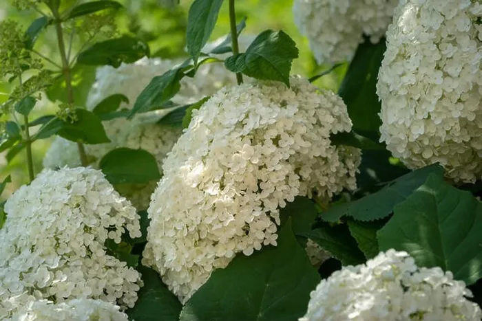 Framed Print : Color outdoor floral macro of a flowering white hydrangea with large lush blossoms taken on a bright sunny summer day Framed Print : Color outdoor floral macro of a flowering white hydrangea with large lush blossoms taken on a bright sunny summer day