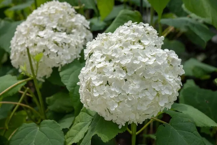 Framed Print : Color outdoor floral macro of a flowering white hydrangea with large lush round blossoms taken on a bright sunny summer Framed Print : Color outdoor floral macro of a flowering white hydrangea with large lush round blossoms taken on a bright sunny summer