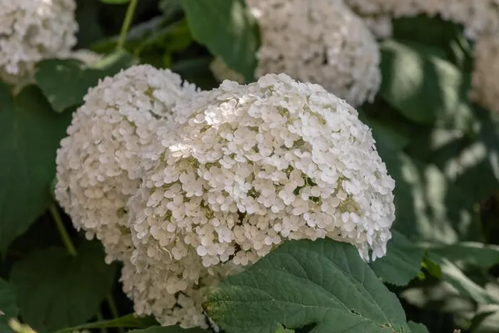 Framed Print : Color outdoor floral macro of a flowering white large lush round hydrangea blossoms taken on a bright sunny summer day Framed Print : Color outdoor floral macro of a flowering white large lush round hydrangea blossoms taken on a bright sunny summer day