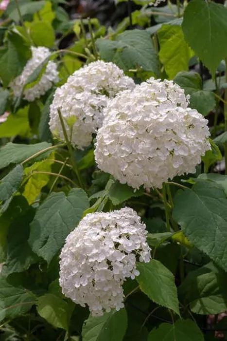 Framed Print : Color outdoor floral macro of a flowering white large lush round hydrangea blossoms taken on a bright sunny summer day Framed Print : Color outdoor floral macro of a flowering white large lush round hydrangea blossoms taken on a bright sunny summer day