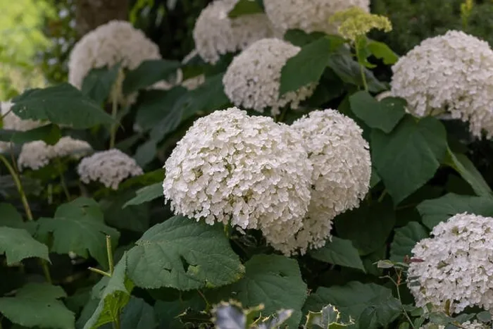 Framed Print : Color outdoor floral macro of a flowering white large lush round hydrangea blossoms taken on a bright sunny summer day