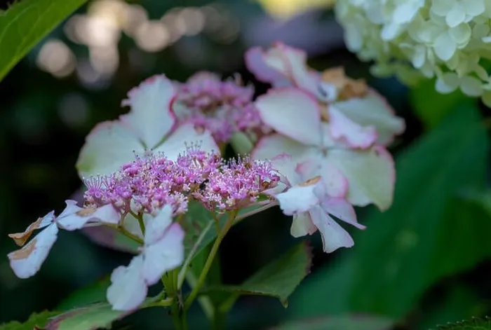 Framed Print : Color outdoor floral macro of the inner of a flowering pink white hydrangea blossom with petals and pedicels Framed Print : Color outdoor floral macro of the inner of a flowering pink white hydrangea blossom with petals and pedicels
