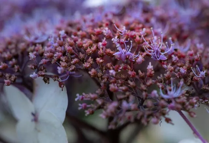 Framed Print : Color outdoor floral macro of the inner of a flowering violet white hydrangea blossom with petals and pedicels Framed Print : Color outdoor floral macro of the inner of a flowering violet white hydrangea blossom with petals and pedicels