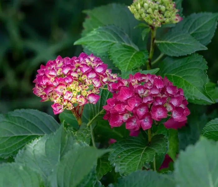 Framed Print : Color outdoor floral macro of a pair of flowering purple red yellow hydrangea  / hortensia blossoms