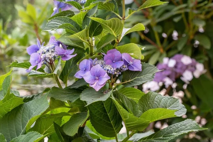 Framed Print : Color outdoor floral macro of violet hydrangea / hortensia blossoms on a shrub taken on a sunny summer day with natural Framed Print : Color outdoor floral macro of violet hydrangea / hortensia blossoms on a shrub taken on a sunny summer day with natural