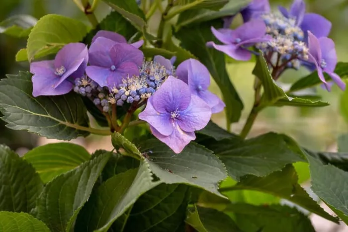 Framed Print : Color outdoor floral macro of violet hydrangea / hortensia blossoms on a shrub taken on a sunny summer day with natural