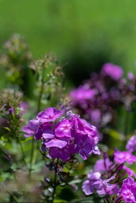 Framed Print : Color outdoor floral macro of violet phlox blossoms on natural blurred green background on a sunny summer day Framed Print : Color outdoor floral macro of violet phlox blossoms on natural blurred green background on a sunny summer day