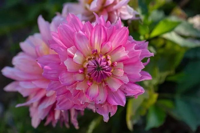 Framed Print : Color outdoor floral macro of a wide open white pink dahlia blossom in the shadow on natural blurred green background Framed Print : Color outdoor floral macro of a wide open white pink dahlia blossom in the shadow on natural blurred green background