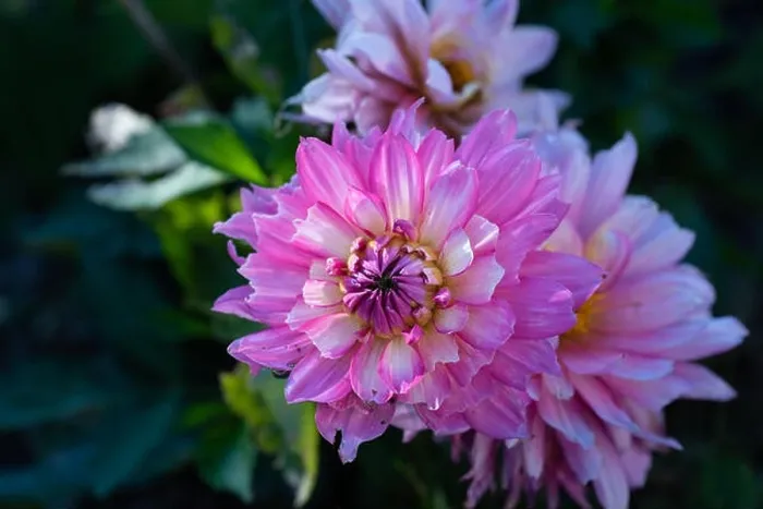 Framed Print : Color outdoor floral macro of a wide open white pink dahlia blossom in the shadow on natural blurred green background Framed Print : Color outdoor floral macro of a wide open white pink dahlia blossom in the shadow on natural blurred green background
