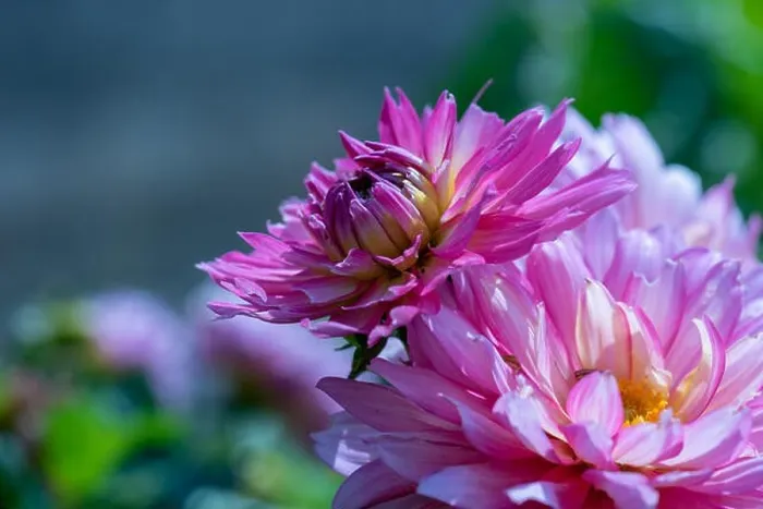 Framed Print : Color outdoor floral macro of a young Framed Print : Color outdoor floral macro of a young