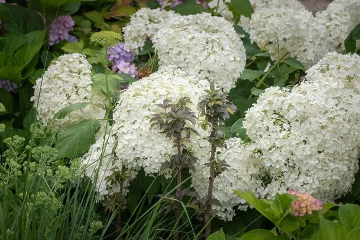 Framed Print : Color outdoor image of two small elderberry / black / european elder trees in front of large white lush hydrangea / hortensia