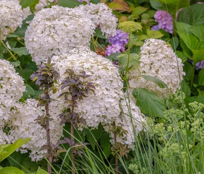 Framed Print : Color outdoor image of two small elderberry / black / european elder trees in front of large white lush hydrangea / hortensia Framed Print : Color outdoor image of two small elderberry / black / european elder trees in front of large white lush hydrangea / hortensia
