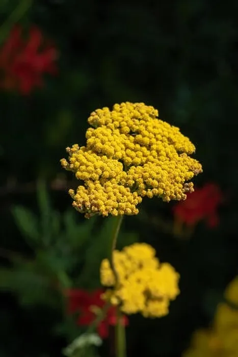 Framed Print : Color outdoor macro image of a single isolated blooming yellow yarrow / milfoil plant taken on a bright sunny summer Framed Print : Color outdoor macro image of a single isolated blooming yellow yarrow / milfoil plant taken on a bright sunny summer