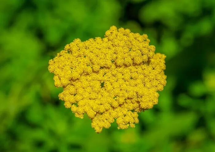 Framed Print : Color outdoor macro image of a single isolated blooming yellow yarrow / milfoil plant taken on a bright sunny summer Framed Print : Color outdoor macro image of a single isolated blooming yellow yarrow / milfoil plant taken on a bright sunny summer