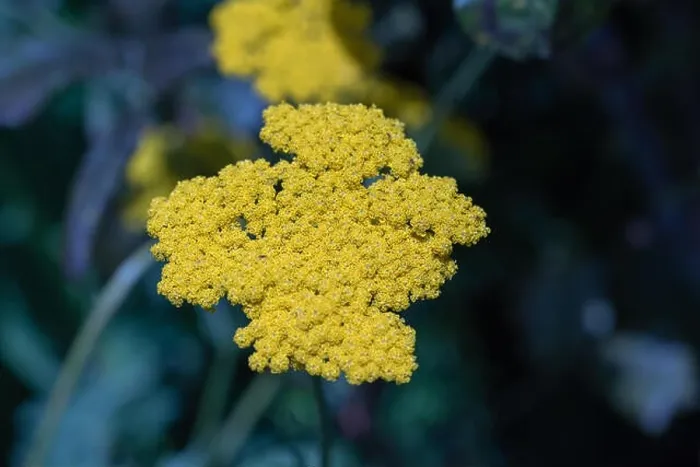 Framed Print : Color outdoor macro image of a single isolated blooming yellow yarrow / milfoil plant taken on a bright sunny summer Framed Print : Color outdoor macro image of a single isolated blooming yellow yarrow / milfoil plant taken on a bright sunny summer