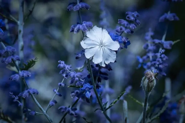 Framed Print : Color outdoor macro of a wide open white blooming crown campion surrounded by dark blue perovskias Framed Print : Color outdoor macro of a wide open white blooming crown campion surrounded by dark blue perovskias