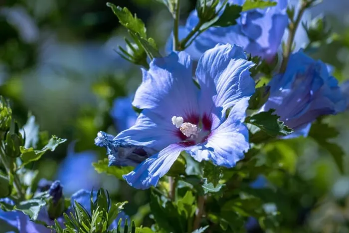 Framed Print : Color outdoor natural floral close up image of blue purple hibiscus blossoms on a green bush taken on a sunny day in Framed Print : Color outdoor natural floral close up image of blue purple hibiscus blossoms on a green bush taken on a sunny day in