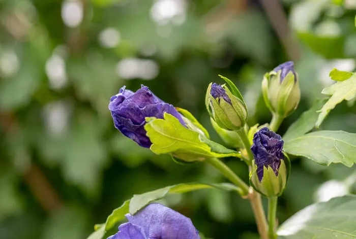 Framed Print : Color outdoor natural floral close up image blue violet purple hibiscus blossoms close to unfold Framed Print : Color outdoor natural floral close up image blue violet purple hibiscus blossoms close to unfold