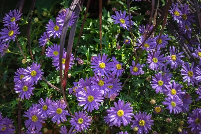 Framed Print : Color outdoor natural floral close up image of a bunch / bouquet of flowering violet yellow erigeron / daisy blossoms Framed Print : Color outdoor natural floral close up image of a bunch / bouquet of flowering violet yellow erigeron / daisy blossoms