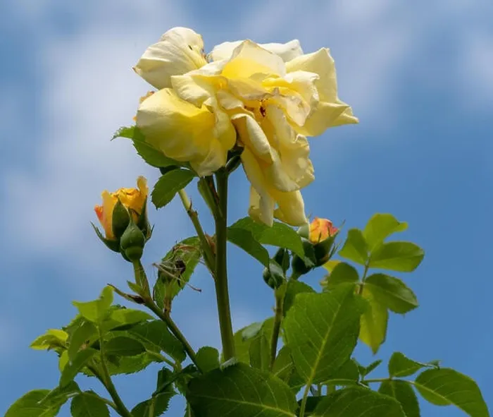 Framed Print : Color outdoor natural floral close up image of a fading yellow rose blossom Framed Print : Color outdoor natural floral close up image of a fading yellow rose blossom