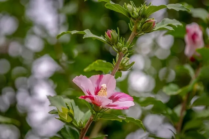 Framed Print : Color outdoor natural floral close up image of a red white hibiscus blossom on a bush  /  shub with green leaves