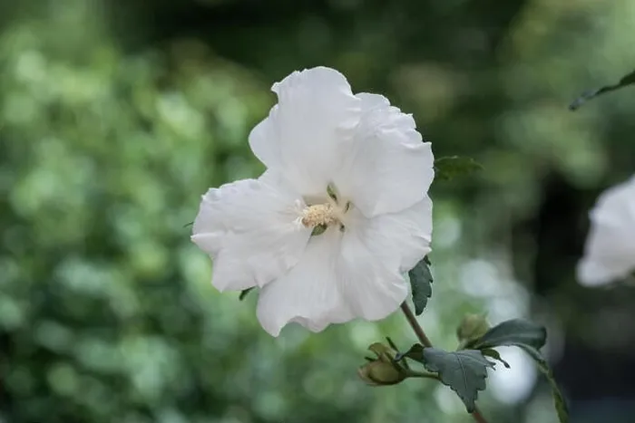 Framed Print : Color outdoor natural floral close up image of a white hibiscus blossom on a bush taken on a sunny day in summer with Framed Print : Color outdoor natural floral close up image of a white hibiscus blossom on a bush taken on a sunny day in summer with