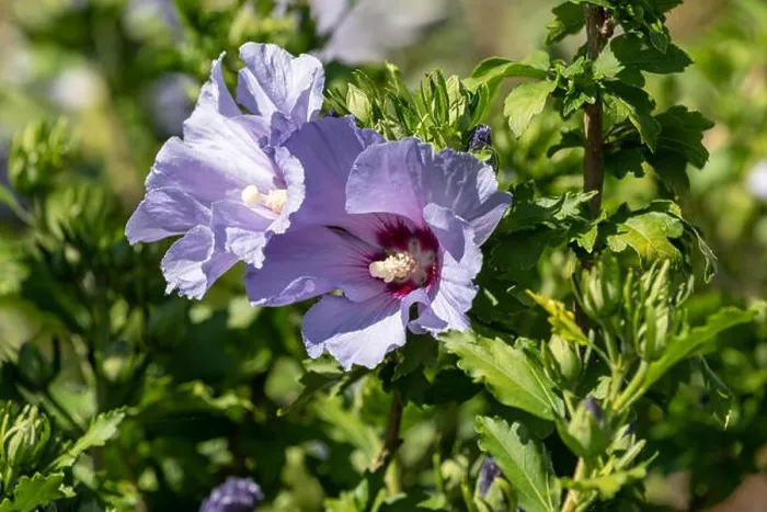 Framed Print : Color outdoor natural floral close up of light blue violet purple hibiscus blossoms on a green bush Framed Print : Color outdoor natural floral close up of light blue violet purple hibiscus blossoms on a green bush