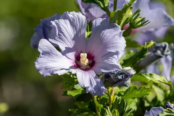 Framed Print : Color outdoor natural floral close up of light blue violet purple hibiscus blossoms on a green bush Framed Print : Color outdoor natural floral close up of light blue violet purple hibiscus blossoms on a green bush