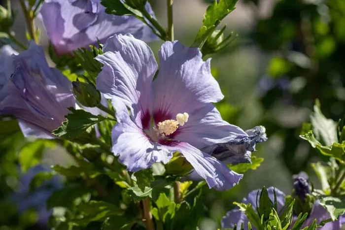 Framed Print : Color outdoor natural floral close up of light blue violet purple hibiscus blossoms on a green bush Framed Print : Color outdoor natural floral close up of light blue violet purple hibiscus blossoms on a green bush