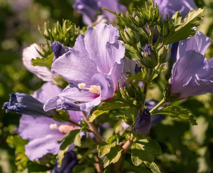 Framed Print : Color outdoor natural floral close up of pink purple hibiscus blossoms on a green bush, sunny day in summer or spring Framed Print : Color outdoor natural floral close up of pink purple hibiscus blossoms on a green bush, sunny day in summer or spring