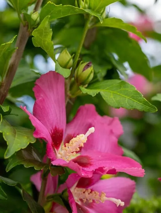 Framed Print : Color outdoor natural floral close up of red purple hibiscus blossoms and buds on a green bush Framed Print : Color outdoor natural floral close up of red purple hibiscus blossoms and buds on a green bush
