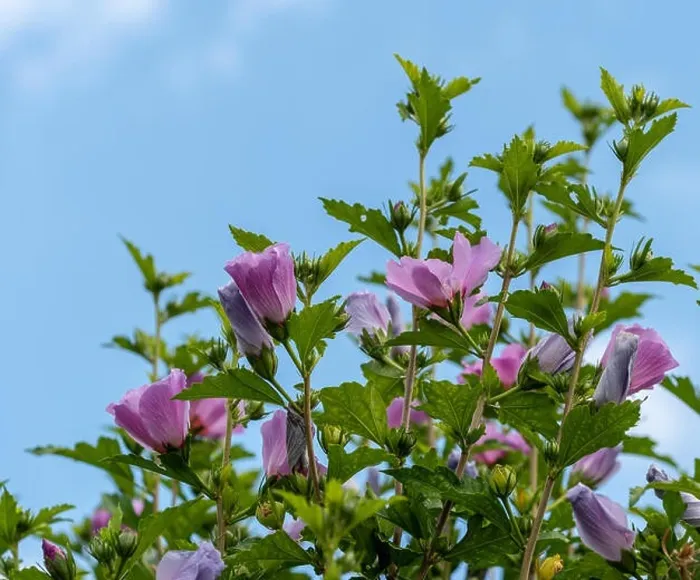 Framed Print : Color outdoor natural floral close up of violet hibiscus blossoms, buds on a bush, green leaves, sunny day with blue sky Framed Print : Color outdoor natural floral close up of violet hibiscus blossoms, buds on a bush, green leaves, sunny day with blue sky