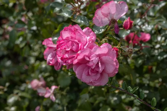 Framed Print : Color outdoor nature flower image of a shrub of pink rose blossoms Framed Print : Color outdoor nature flower image of a shrub of pink rose blossoms
