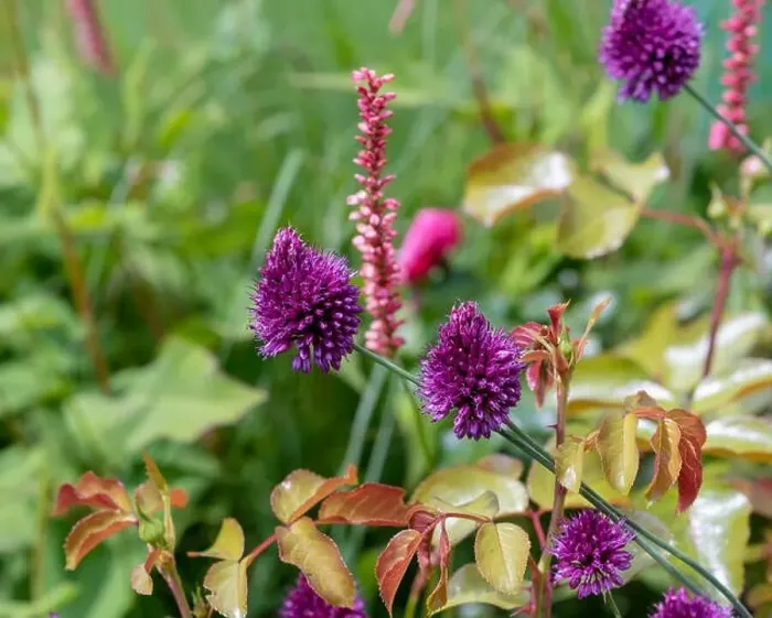 Framed Print : Color outdoor nature image of purple red allium blossoms on green blurry garden background on a sunny summer day Framed Print : Color outdoor nature image of purple red allium blossoms on green blurry garden background on a sunny summer day