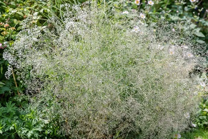 Framed Print : Color outdoor nature image of shrub of baby breath / gysophila on natural green background on a a sunny summer day Framed Print : Color outdoor nature image of shrub of baby breath / gysophila on natural green background on a a sunny summer day