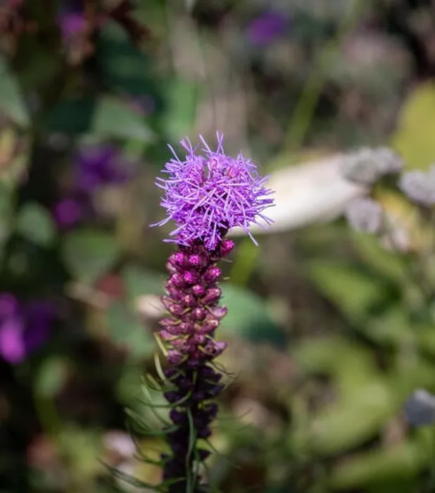 Framed Print : Color outdoor nature image of a single isolated violet liatris / blazing star blossom Framed Print : Color outdoor nature image of a single isolated violet liatris / blazing star blossom