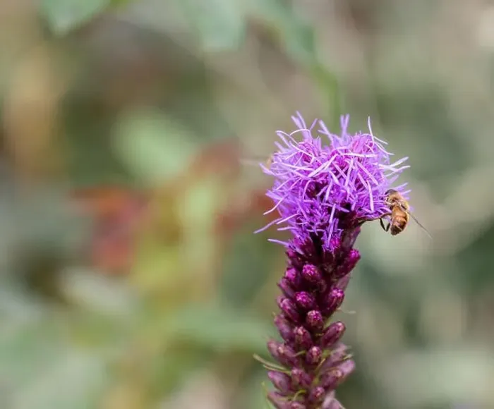 Framed Print : Color outdoor nature image of a single isolated violet liatris / blazing star blossom Framed Print : Color outdoor nature image of a single isolated violet liatris / blazing star blossom