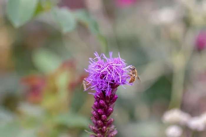 Framed Print : Color outdoor nature image of a single isolated violet liatris / blazing star blossom with a bee full of pollen Framed Print : Color outdoor nature image of a single isolated violet liatris / blazing star blossom with a bee full of pollen