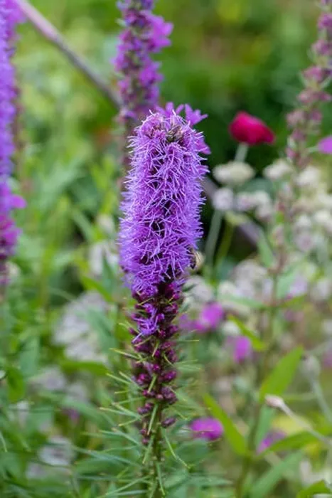 Framed Print : Color outdoor nature image of a single violet liatris / blazing star blossom on natural garden meadow background taken Framed Print : Color outdoor nature image of a single violet liatris / blazing star blossom on natural garden meadow background taken