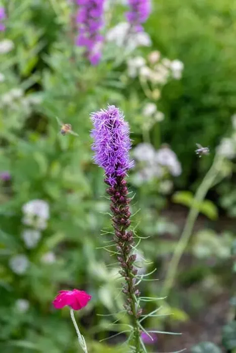Framed Print : Color outdoor nature image of a single violet liatris  /  blazing star blossom on natural garden meadow background taken