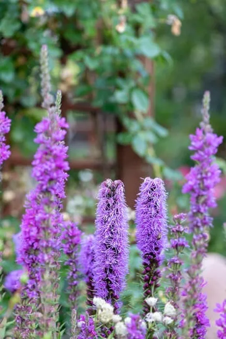 Framed Print : Color outdoor nature image of violet liatris / blazing star blossoms on natural garden meadow background taken on a Framed Print : Color outdoor nature image of violet liatris / blazing star blossoms on natural garden meadow background taken on a