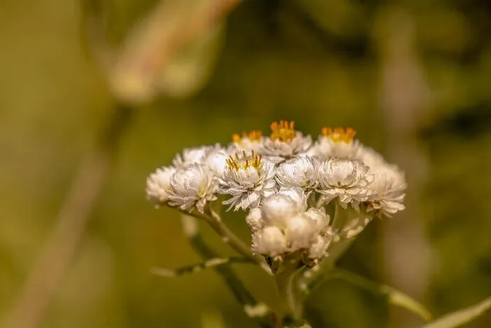 Framed Print : Color outdoor nature image of a white yarrow / daisy blossom with a shallow depth of field on a bright hot sunny summer Framed Print : Color outdoor nature image of a white yarrow / daisy blossom with a shallow depth of field on a bright hot sunny summer