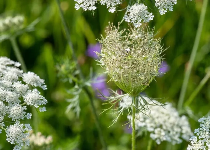 Framed Print : Color outdoor nature macro of a green white wild carrot / daucus carota flower blossom with a wasp on natural blurred Framed Print : Color outdoor nature macro of a green white wild carrot / daucus carota flower blossom with a wasp on natural blurred