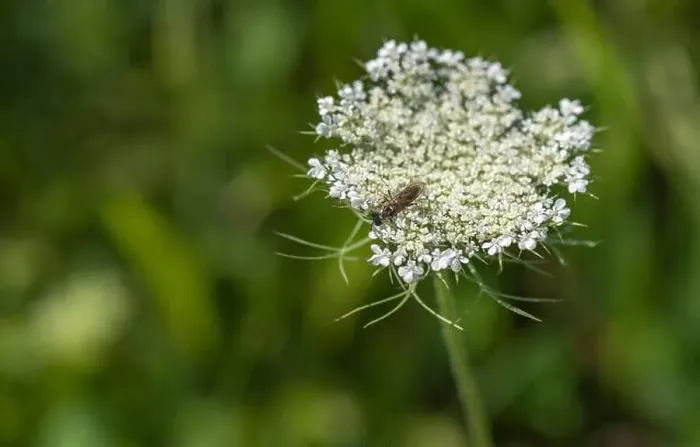 Framed Print : Color outdoor nature macro of a green white wild carrot / daucus carota flower blossom with a wasp on natural blurred Framed Print : Color outdoor nature macro of a green white wild carrot / daucus carota flower blossom with a wasp on natural blurred