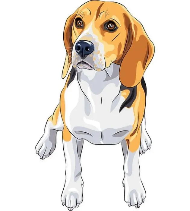 Framed Print : color sketch of the dog Beagle breed sitting Framed Print : color sketch of the dog Beagle breed sitting