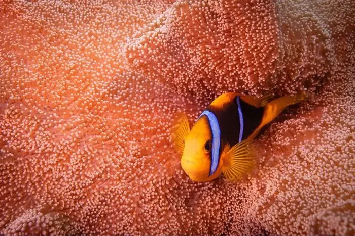 Framed Print : Colorful anemone fish swimming above coral reef in the pacific Ocean Framed Print : Colorful anemone fish swimming above coral reef in the pacific Ocean