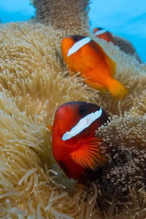 Framed Print : Colorful anemone fish swimming above coral reef in the pacific Ocean Framed Print : Colorful anemone fish swimming above coral reef in the pacific Ocean