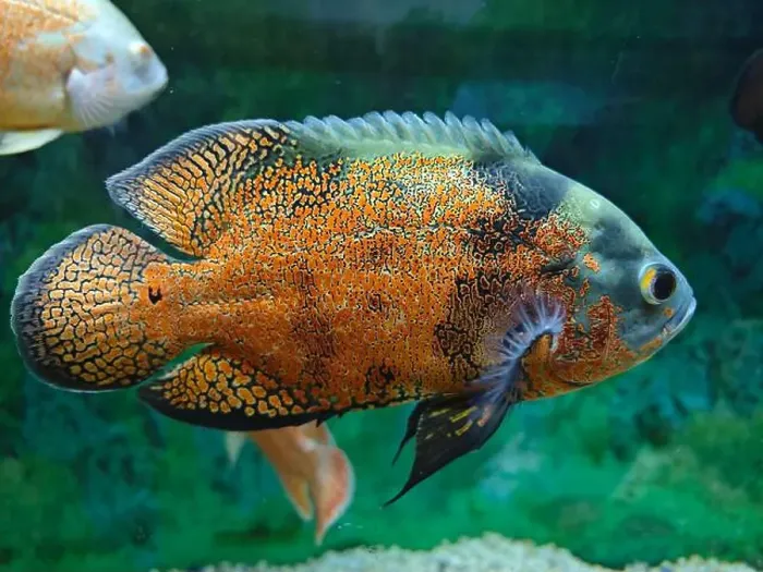 Framed Print : a colorful Astronotus ocellatus fish swimming in aquarium Framed Print : a colorful Astronotus ocellatus fish swimming in aquarium